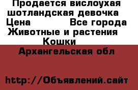 Продается вислоухая шотландская девочка › Цена ­ 8 500 - Все города Животные и растения » Кошки   . Архангельская обл.